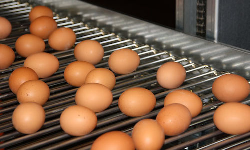 farmtec egg conveyor