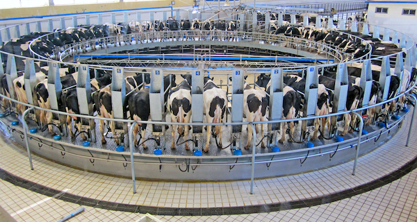 Milk and dairy hose usage in a dairy parlor