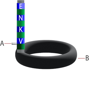 Gummi-Indikator-Test: Gewicht (A) und O-Ring (B), Ethylen-Propylen (E), Nitril (N), Kalrez (K), und Viton (V)